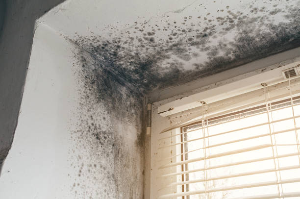 Affordable Mold Removal solutions in Horntown, VA